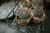 Cactuses in pots and sacks — Stock Photo