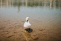 Swan on stone in water — Stock Photo