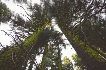 Forêt dans le parc national du lac Crater — Photo de stock