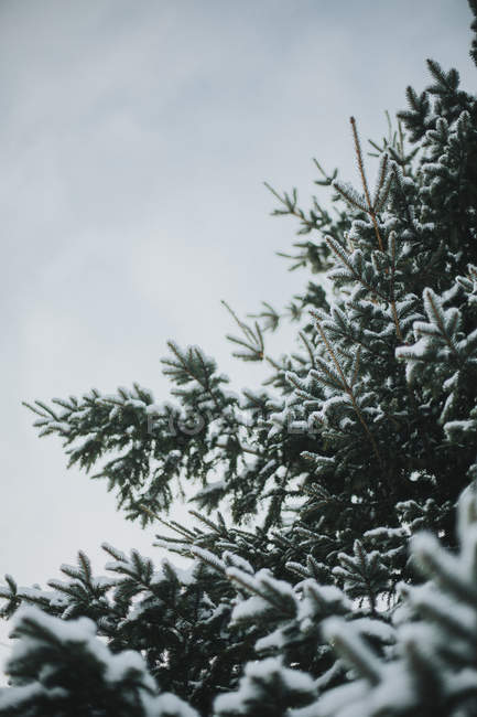 Гілки дерев, покриті снігом — стокове фото