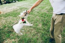 Man playing with dog and stick — Stock Photo