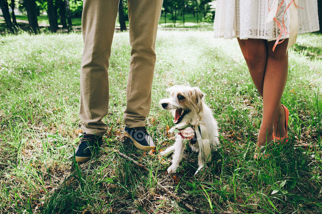 Noiva e noivo pernas com cão na grama — Fotografia de Stock