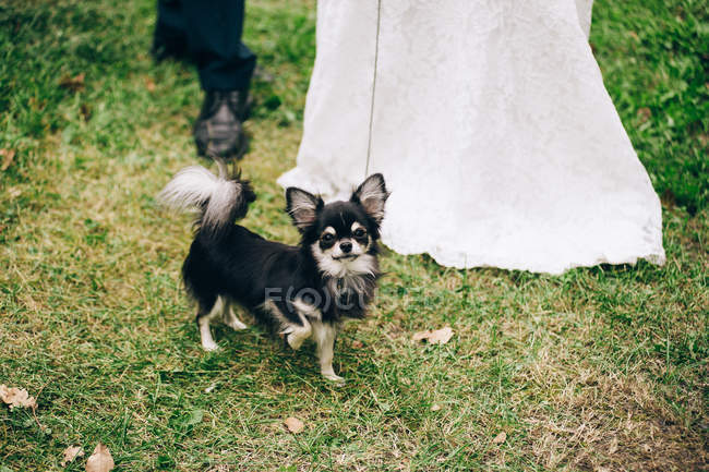 Наречений і наречений з собакою в саду — стокове фото