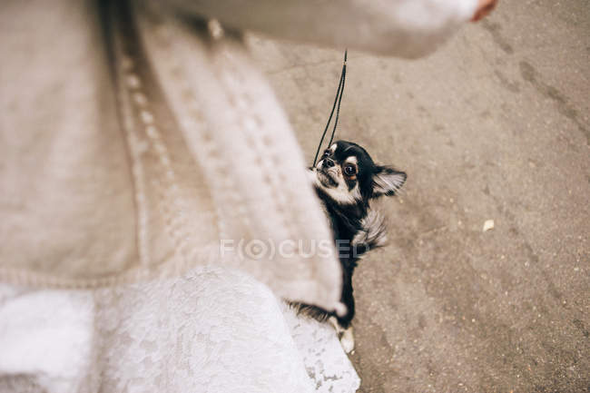 Braut spielt mit Hund — Stockfoto