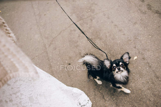 Bride playing with dog — Stock Photo