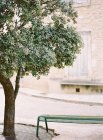 Улица с лавровым деревом и скамейкой — стоковое фото