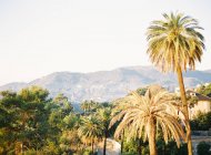 Palmiers et villa au sommet de la colline — Photo de stock