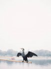 Cormorant bird spreading his wings — Stock Photo