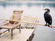Pássaro corvo empoleirado em bambu — Fotografia de Stock