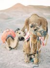Camels resting in desert — Stock Photo