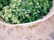 Folhas de hortelã na cesta — Fotografia de Stock