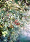Branche verte avec soleil — Photo de stock