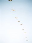 Чайки, що летять у формуванні лінії — стокове фото
