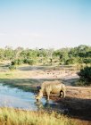 Agua potable de rinoceronte - foto de stock