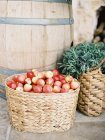 Panier de pommes fraîches cueillies — Photo de stock
