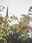 Lemons growing on tree — Stock Photo