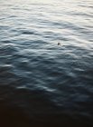 Möwe schwimmt im Meer — Stockfoto