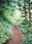 Small road in forest — Stock Photo