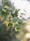 Unreife Beeren, die am Baum wachsen — Stockfoto