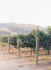 Árboles que crecen en plantaciones - foto de stock