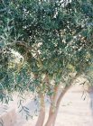 Оливковое дерево, растущее в саду — стоковое фото