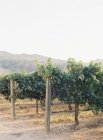 Árvores frutíferas no campo — Fotografia de Stock