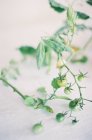Piccoli pomodori acerbi su ramo — Foto stock