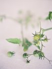 Unripe small tomatoes on branch — Stock Photo