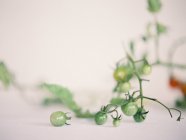 Petites tomates non mûres sur la branche — Photo de stock