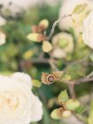 Rose fresche in mazzo — Foto stock