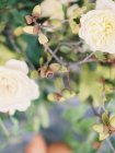 Roses fraîches en bouquet — Photo de stock