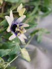 Flor de verão de corte fresco — Fotografia de Stock