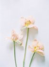 Elegant lily flowers — Stock Photo