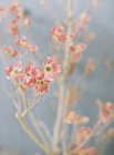 Elegant field flowers — Stock Photo