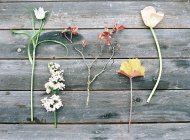 Ассортимент свежих срезанных цветов — стоковое фото