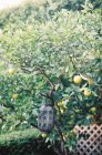 Лимонное дерево с лимонами — стоковое фото