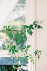 Planta em vaso no peitoril da janela — Fotografia de Stock