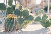 Cactus florecientes que crecen en jardín - foto de stock