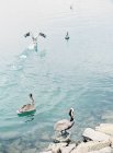 Grupo de pelicanos na água — Fotografia de Stock