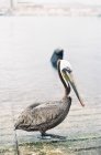 Пеликан, стоящий на пирсе в дневное время — стоковое фото