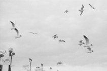 Чайки в польоті над ліхтарями — стокове фото