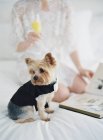 Терьер в костюме собаки, сидящий на кровати — стоковое фото