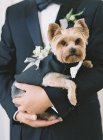 Мужские руки держат собаку в костюме — стоковое фото