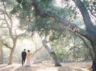 Newlyweds standing at tree grove — Stock Photo