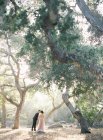 Couple nouvellement marié embrasser dans arbre bosquet — Photo de stock