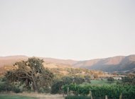 Hügel mit Obstgarten im Vordergrund — Stockfoto