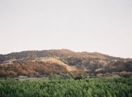 Холмы с виноградником на переднем плане — стоковое фото