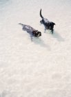 Dogs swimming in lake — Stock Photo