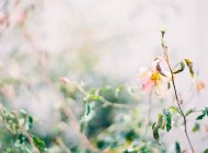 Сільський літні квіти — стокове фото