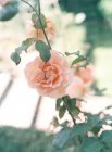 Rosen wachsen auf Pflanzen — Stockfoto